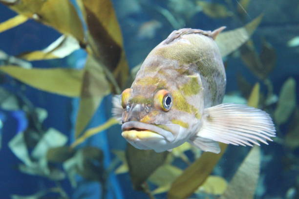 istock Out of the Kelp 1023759364