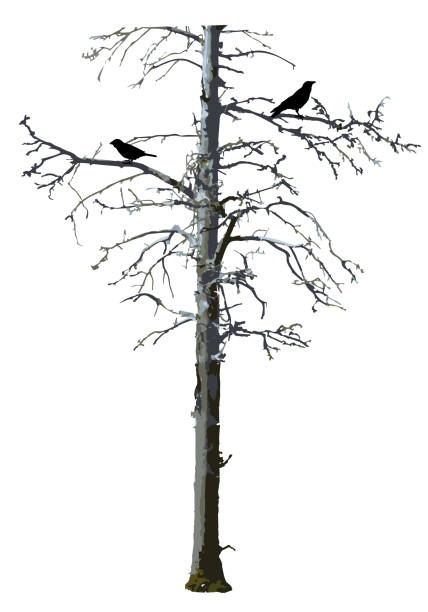 illustrations, cliparts, dessins animés et icônes de vecteur d’arbre effrayant nu réaliste avec des oiseaux. - bare tree tree single object loneliness