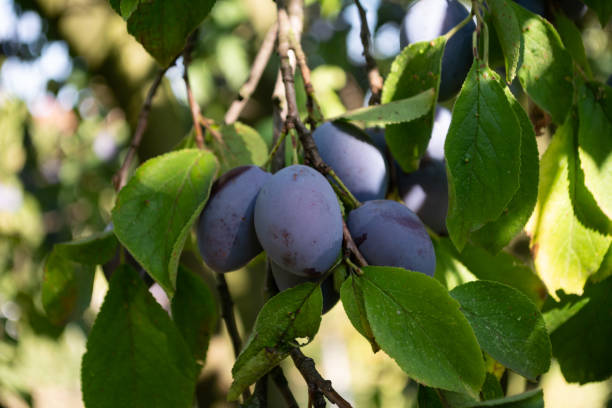 istock Bunch of fresh plums on the green tree 1023759502