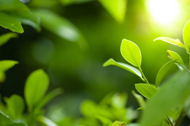 istock green leaf in green blur and spotlight background 1023763760