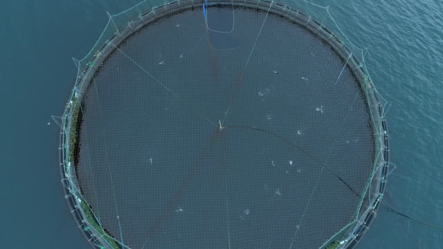 AERIAL: Cool aerial shot of large cages full of wild salmon floating in the sea.