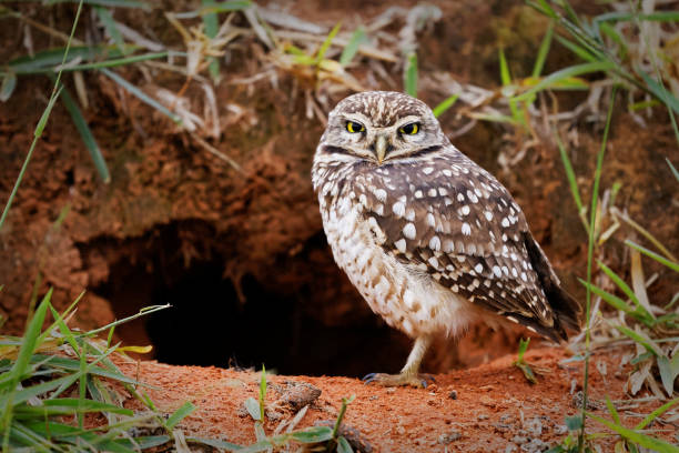 Burrowing owl protecting home Beautiful burrowing owl standing at a home door. burrowing owl stock pictures, royalty-free photos & images
