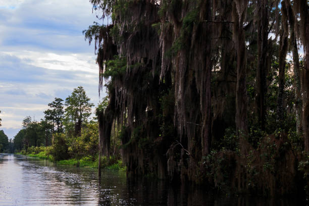 istock Okefenokee Swamp Mossy Trees 1023772748