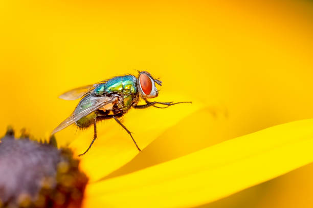 Green Calliphoridae fly cleaning up on a yellow rudbeckia flower stock photo