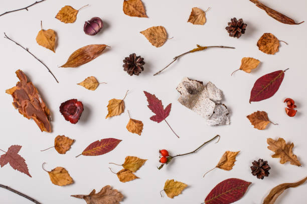 istock Autumn background with dry plants 1023777812