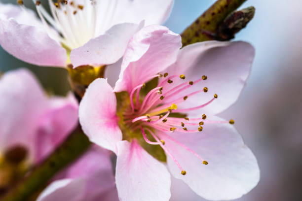 istock Detail of a beautiful blooming tree in a spring 1023778094