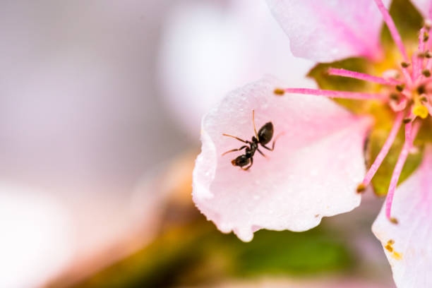 istock Detail of a beautiful blooming tree in a spring 1023778112