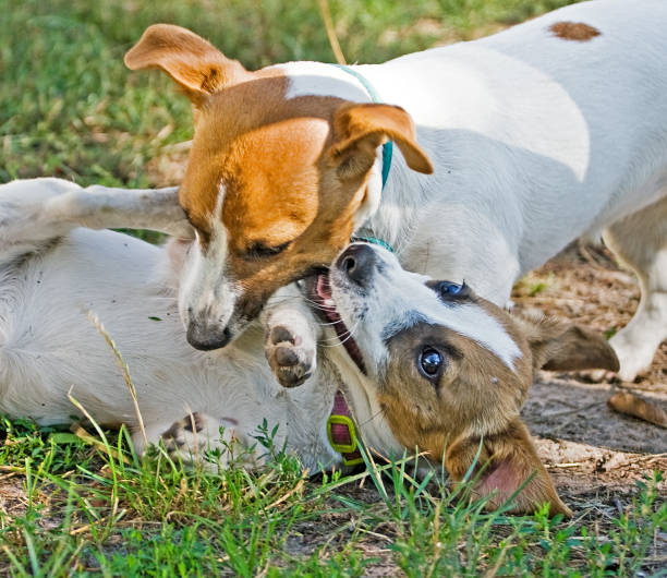 istock Jack Russell's puppies are played with each other 1023779106