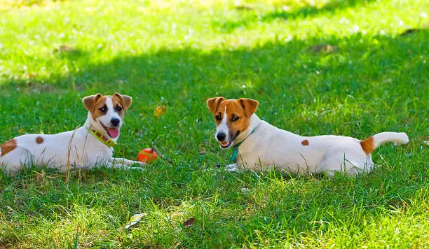 Photo of Jack Russell playing in an orange ball