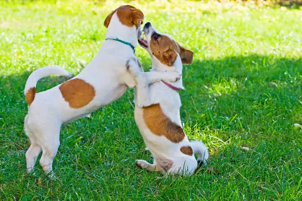 Photo of Jack Russell jumping on top of each other in the grass