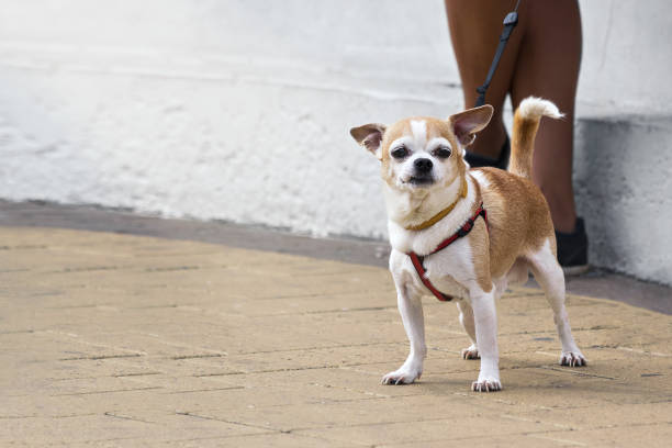 istock Small dog on a walk in the city 1023780612