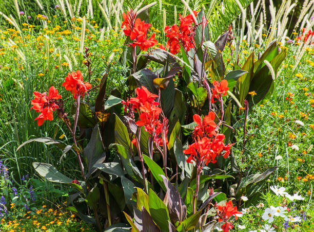 istock Beautiful red flowers 1023782684