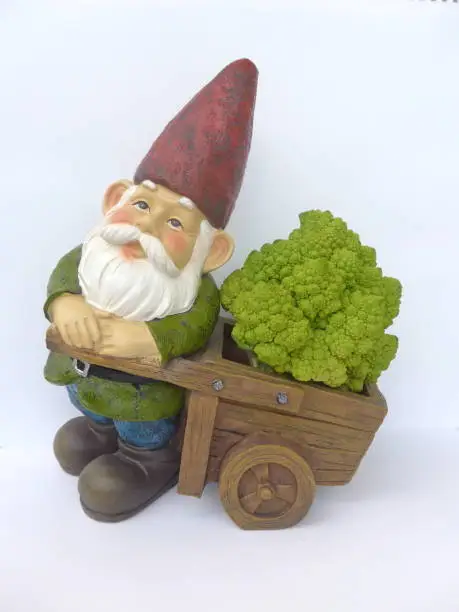 Photo of Garden gnome with a wooden handcart  cauliflower against white background