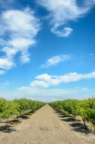 Almond (Prunus dulcis) orchard with ripening fruit, under a cloudy sky.Taken in the San Joaquin Valley, California, USA