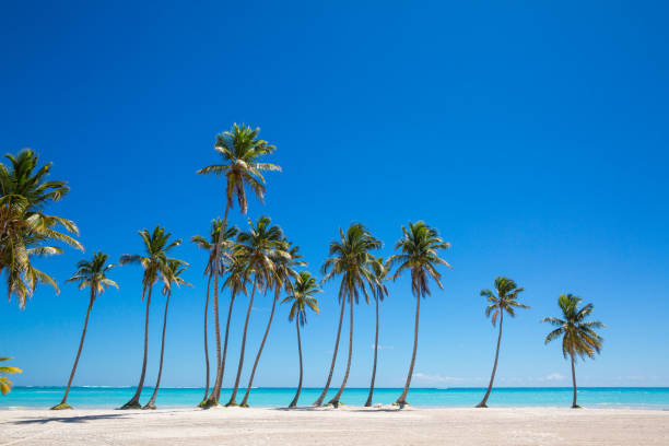 istock Tall Palms on the beach and white sand 1023790784