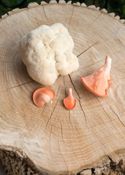 Photo of Lion's mane mushroom and pink oyster mushroom on tree stump