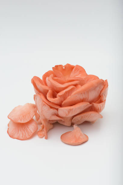 istock Pink oyster mushrooms fresh from farm , on white 1023790960
