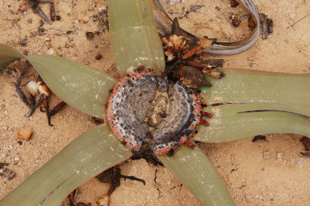 Top view closeup of star shaped Welwitschia Mirabilis in Namibe desert, Namibe, Angola stock photo