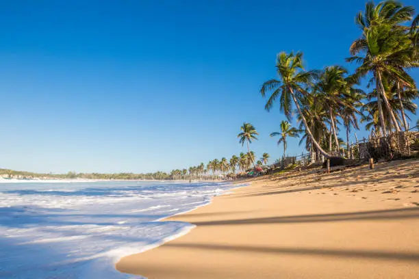 Wild beach Macao with waves, yellow sand and coconut trees in Dominican republic