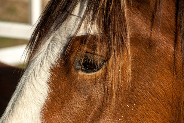 istock Horses in the high country 1023801312