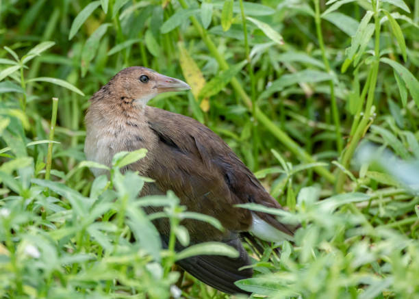 istock Sora Rail, Juvenile, Green Background 1023803408