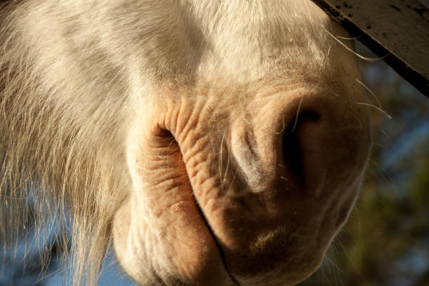 istock Horses in the high country 1023803572