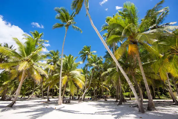 Palm grove on the wild island in Dominican Republic