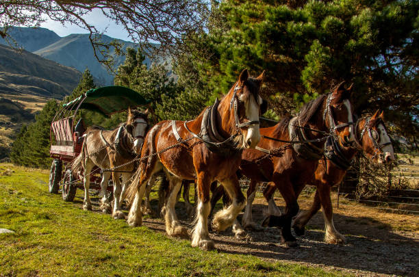 yüksek ülke içinde atlar - clydesdale stok fotoğraflar ve resimler