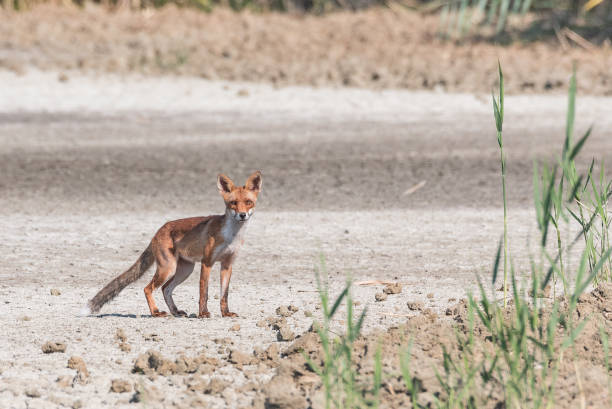 istock Young fox walking in the plain realizes to be observed 1023810052