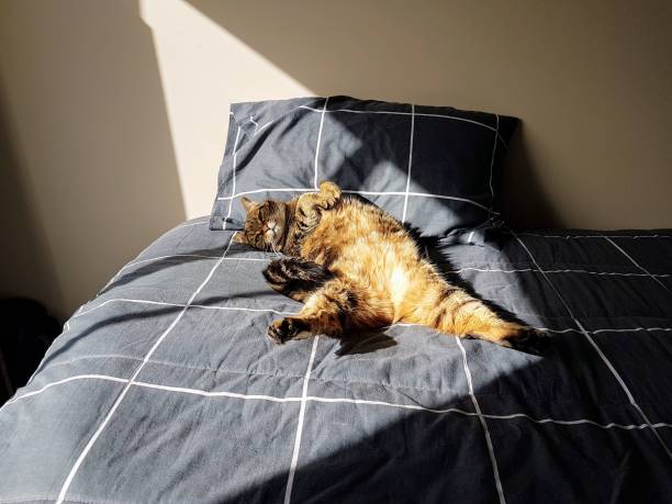 istock Focus on tabby cat laying on back soaking up sunshine 1023812770