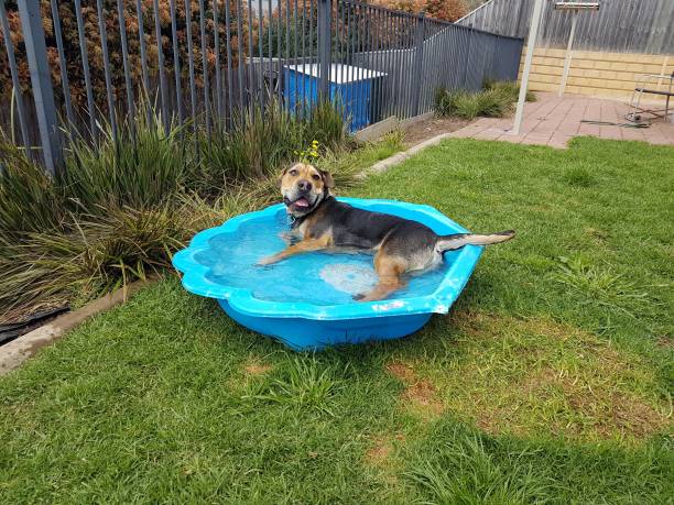 istock Mixed breed dog enjoying his pool 1023813090