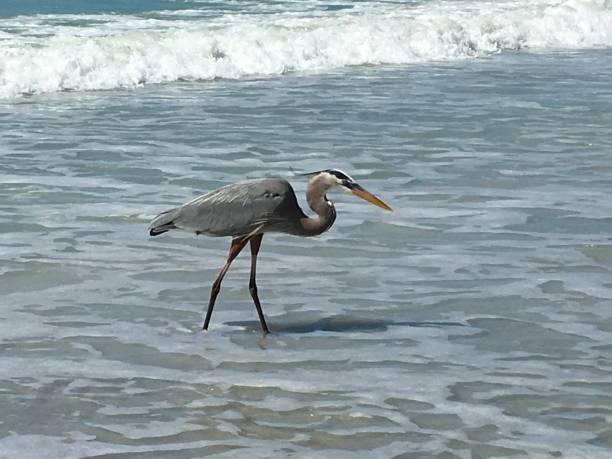 istock Beautiful Heron on the Beach - 3 1023817582