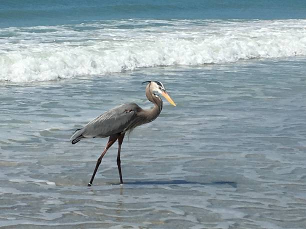 istock Beautiful Heron on the Beach - 2 1023817588
