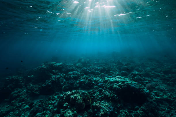 istock Tranquil underwater scene with copy space. Tropical sea 1023819858
