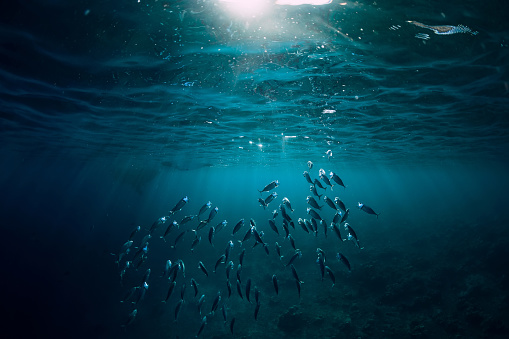 Mundo submarino con peces escuela nadar por encima de un arrecife de coral y la luz del sol photo