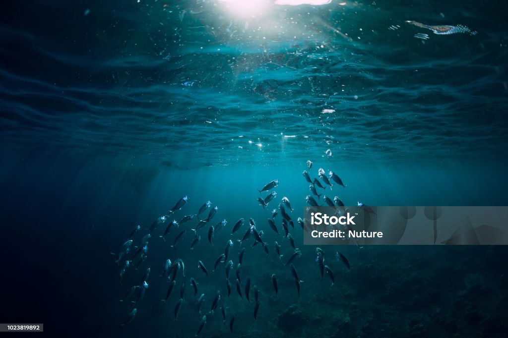 Monde sous-marin avec des poissons de l’école nager au-dessus d’une barrière de corail et la lumière du soleil - Photo de Mer libre de droits