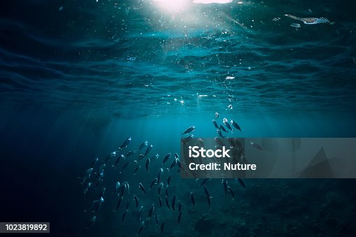 istock Underwater world with school fish swim above a coral reef and sun light 1023819892