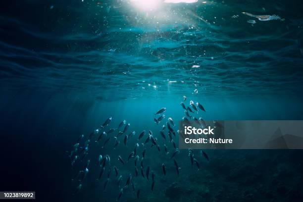 Foto de Mundo Subaquático Com Peixes Escola Nadar Acima De Um Recife De Coral E A Luz Do Sol e mais fotos de stock de Mar