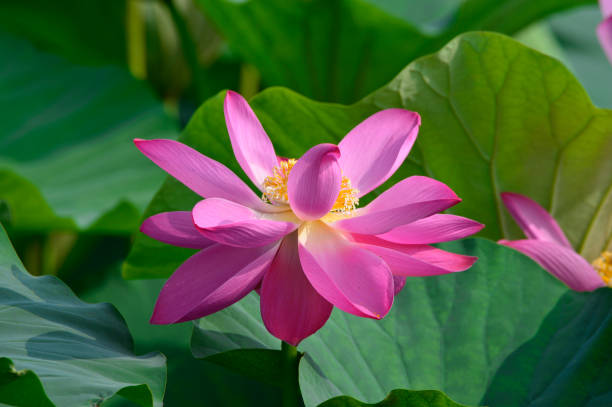 istock Blooming lotus flowers in the park 1023820104