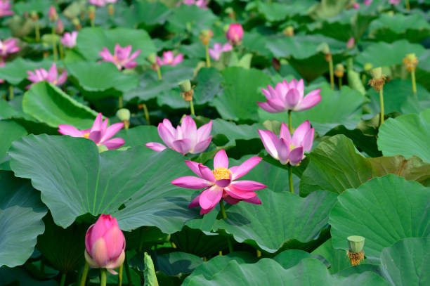 istock Blooming lotus flowers in the park 1023820142