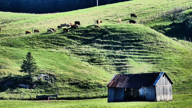 les vaches broutent sur une colline près d ' une vieille grange - cattle cow hill quebec fotografías e imágenes de stock