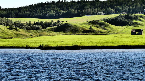 paysage de campagne avec des vaches au bord de l ' eau - cattle cow hill quebec fotografías e imágenes de stock