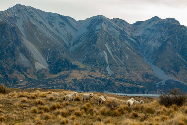 стадо овец в высоких холмах страны - high country стоковые фото и изображения