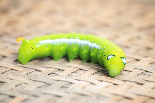 Close up the Big green worm on tree, Giant green worm on treetop