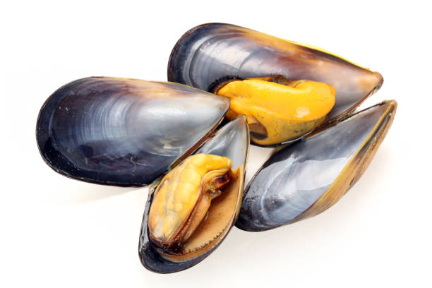 istock Seafood: Mussels   on white background 1023831980