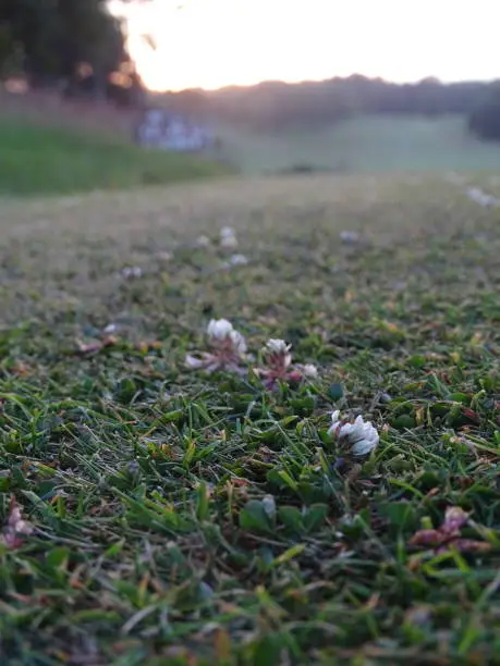 Look down at grass on a golf course at sunset noticing grass and plants. In the evening nature is taking over the course bringing tranquility.