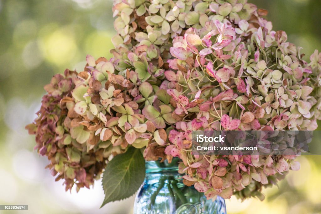 Bouquet of Faded Drying Hydrangea Flowers in Blue Glass Jar Late Summer Floral Hydrangea Stock Photo
