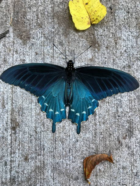 istock A Pipevine Swallowtail Butterfly on a sidewalk. 1023840100
