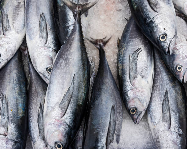 istock Fresh fishes in a market. 1023842708
