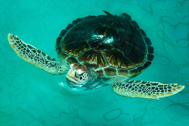istock Chelonia mydas on the pond. 1023843078